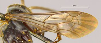 Media type: image;   Entomology 13682 Aspect: Wing front